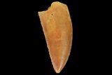 Serrated, Raptor Tooth - Real Dinosaur Tooth #134535-1
